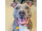 Hazel, American Pit Bull Terrier For Adoption In Des Moines, Iowa