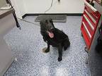 Ricky, Labrador Retriever For Adoption In Nicholasville, Kentucky