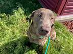 Yrene, Labrador Retriever For Adoption In Des Moines, Iowa