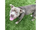 Legacy, American Pit Bull Terrier For Adoption In Des Moines, Iowa