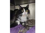 Tori, Domestic Longhair For Adoption In Taylor, Michigan