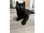 Han Solo, Domestic Shorthair For Adoption In Shakespeare, Ontario