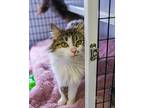 Primavera, Domestic Longhair For Adoption In W. Windsor, New Jersey