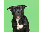 Pistachio, American Pit Bull Terrier For Adoption In Mount Holly, New Jersey