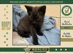 Helen, Domestic Shorthair For Adoption In Melbourne, Florida