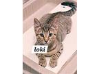 Loki (fcid# 05/23/2024 - 2 Brandywine Petsmart), Domestic Shorthair For Adoption