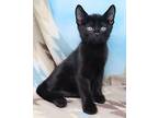 Dusty Bottoms, Domestic Shorthair For Adoption In Tierra Verde, Florida