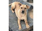 Luna Dean, Terrier (unknown Type, Medium) For Adoption In Warwick, Rhode Island