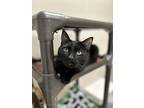 Superman, Domestic Shorthair For Adoption In Raleigh, North Carolina
