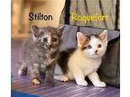 Stilton, Domestic Mediumhair For Adoption In Fairfax, Virginia