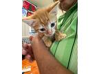 Larry, Domestic Shorthair For Adoption In New Braunfels, Texas