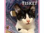 Tisket Domestic Shorthair Kitten Male