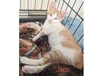 Jaco, Domestic Shorthair For Adoption In East Hartford, Connecticut