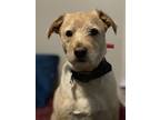 Maximus In Ct, Airedale Terrier For Adoption In East Hartford, Connecticut