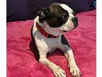 Nova Meredith-4362tn, Boston Terrier For Adoption In Maryville, Tennessee