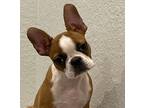 Whiskey Buddy-4360tn, Boston Terrier For Adoption In Maryville, Tennessee