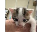 Rubio Domestic Shorthair Kitten Male
