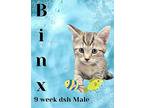 Binx Domestic Shorthair Kitten Male