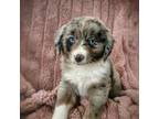 Miniature Australian Shepherd Puppy for sale in Whispering Pines, NC, USA
