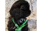 Shih Tzu Puppy for sale in Redding, CA, USA