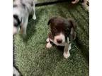 Border Collie Puppy for sale in Payson, AZ, USA