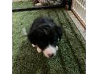 Border Collie Puppy for sale in Payson, AZ, USA