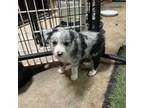 Border Collie Puppy for sale in Payson, AZ, USA