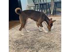 Basenji Puppy for sale in Lavon, TX, USA