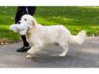Golden Retriever Puppy for sale in Lithia, FL, USA