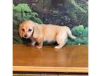 Dachshund Puppy for sale in Paris, TX, USA