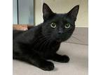 Barb Domestic Shorthair Young Female