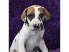 Great Dane Puppy for sale in Alvarado, TX, USA