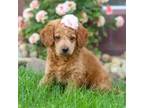 Goldendoodle Puppy for sale in Millersburg, OH, USA