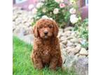 Goldendoodle Puppy for sale in Millersburg, OH, USA