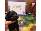 Mutt Puppy for sale in Pine City, MN, USA