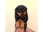Rottweiler Puppy for sale in Sun Valley, CA, USA