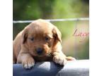 Golden Retriever Puppy for sale in Kemp, TX, USA