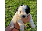 Mutt Puppy for sale in Leetonia, OH, USA