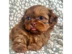 Shih Tzu Puppy for sale in Mount Vernon, WA, USA