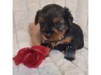 Yorkshire Terrier Puppy for sale in Fairhope, AL, USA