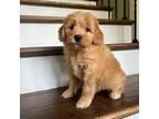 Mutt Puppy for sale in New Waverly, TX, USA