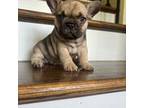 French Bulldog Puppy for sale in New Waverly, TX, USA