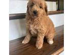 Mutt Puppy for sale in New Waverly, TX, USA