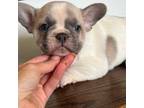 French Bulldog Puppy for sale in New Waverly, TX, USA