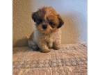 Shih Tzu Puppy for sale in Rockford, IL, USA