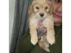 Mutt Puppy for sale in Rochester, NY, USA