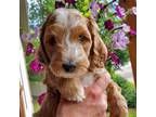 Mutt Puppy for sale in Coeur D Alene, ID, USA