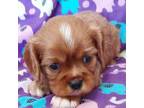 Cavalier King Charles Spaniel Puppy for sale in Purdy, MO, USA