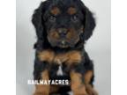 Cavapoo Puppy for sale in Milford, IN, USA