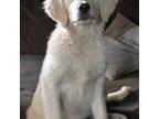 Golden Retriever Puppy for sale in Turtle Lake, WI, USA